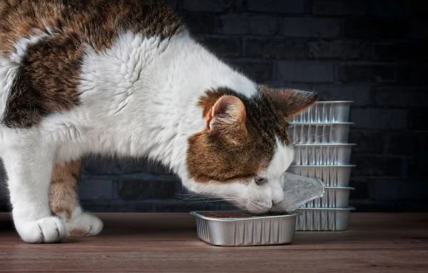 EAFA-Markets-Petfood-53d7025d